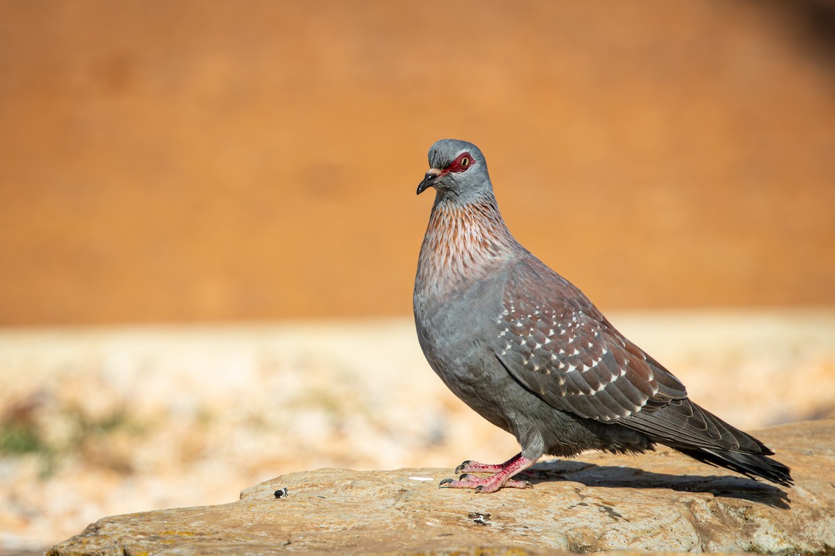 Speckled Pigeon - ML644671955
