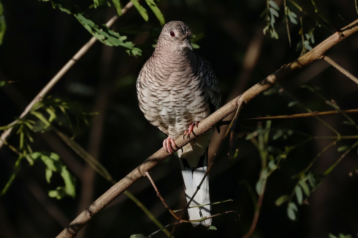 Scaled Dove - ML644671961