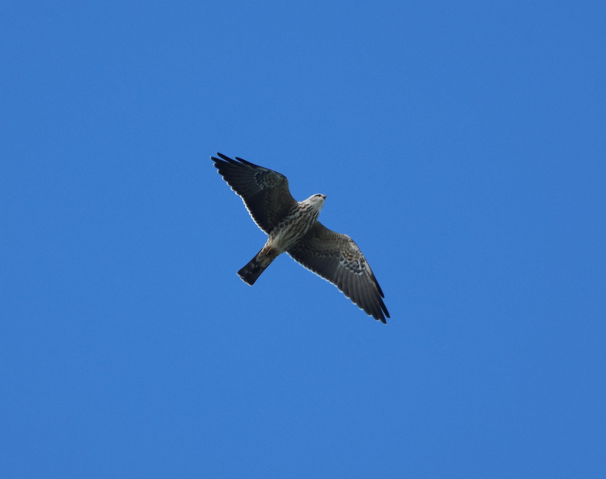 Mississippi Kite - ML644671962