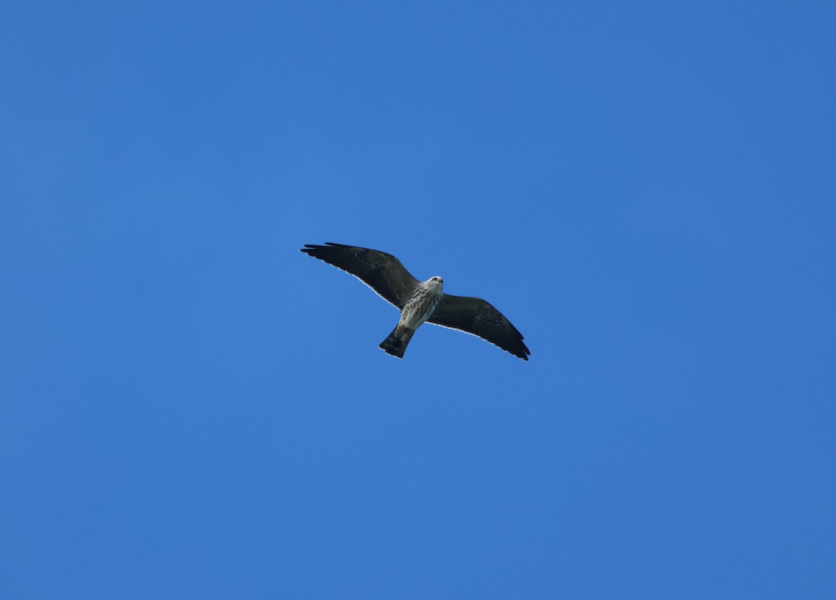 Mississippi Kite - ML644671964
