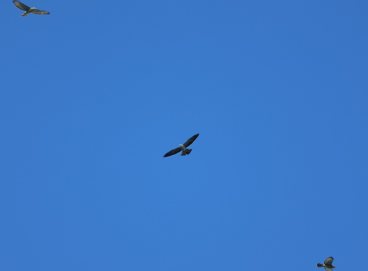 Mississippi Kite - ML644671965