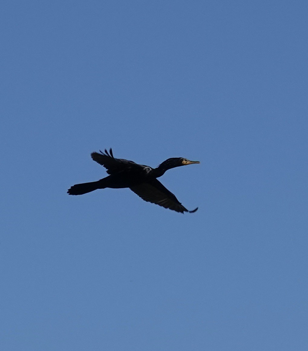 Neotropic Cormorant - ML644671968
