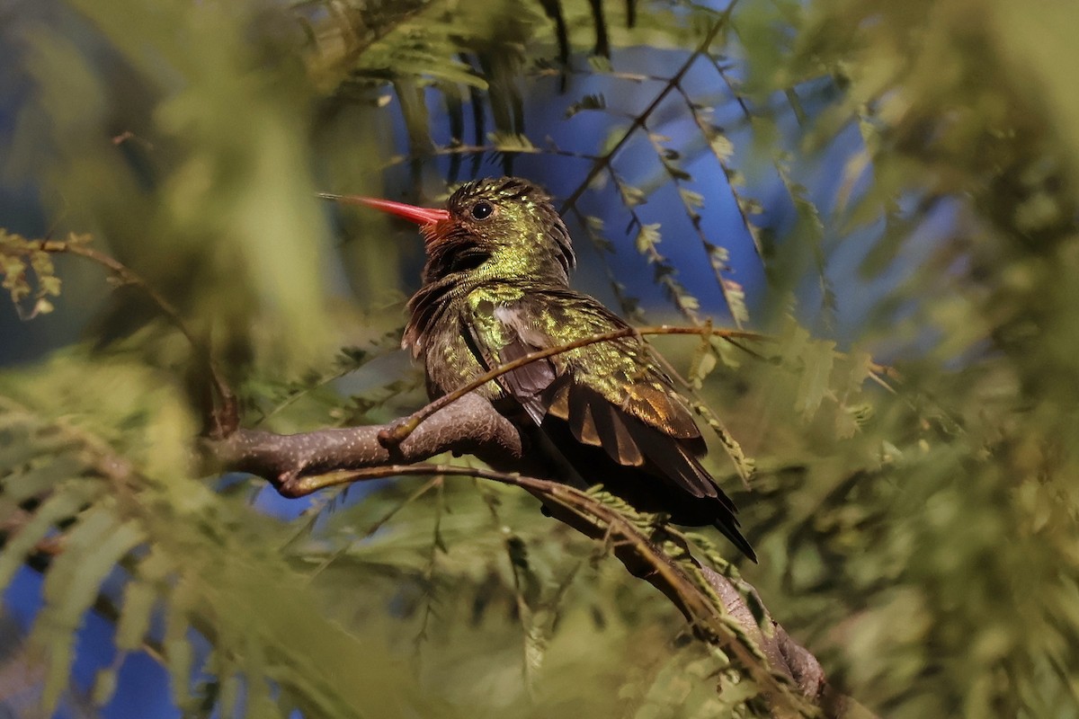 Gilded Hummingbird - ML644671972