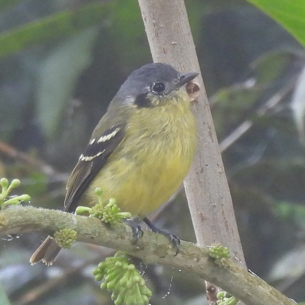 Ashy-headed Tyrannulet - ML644671974