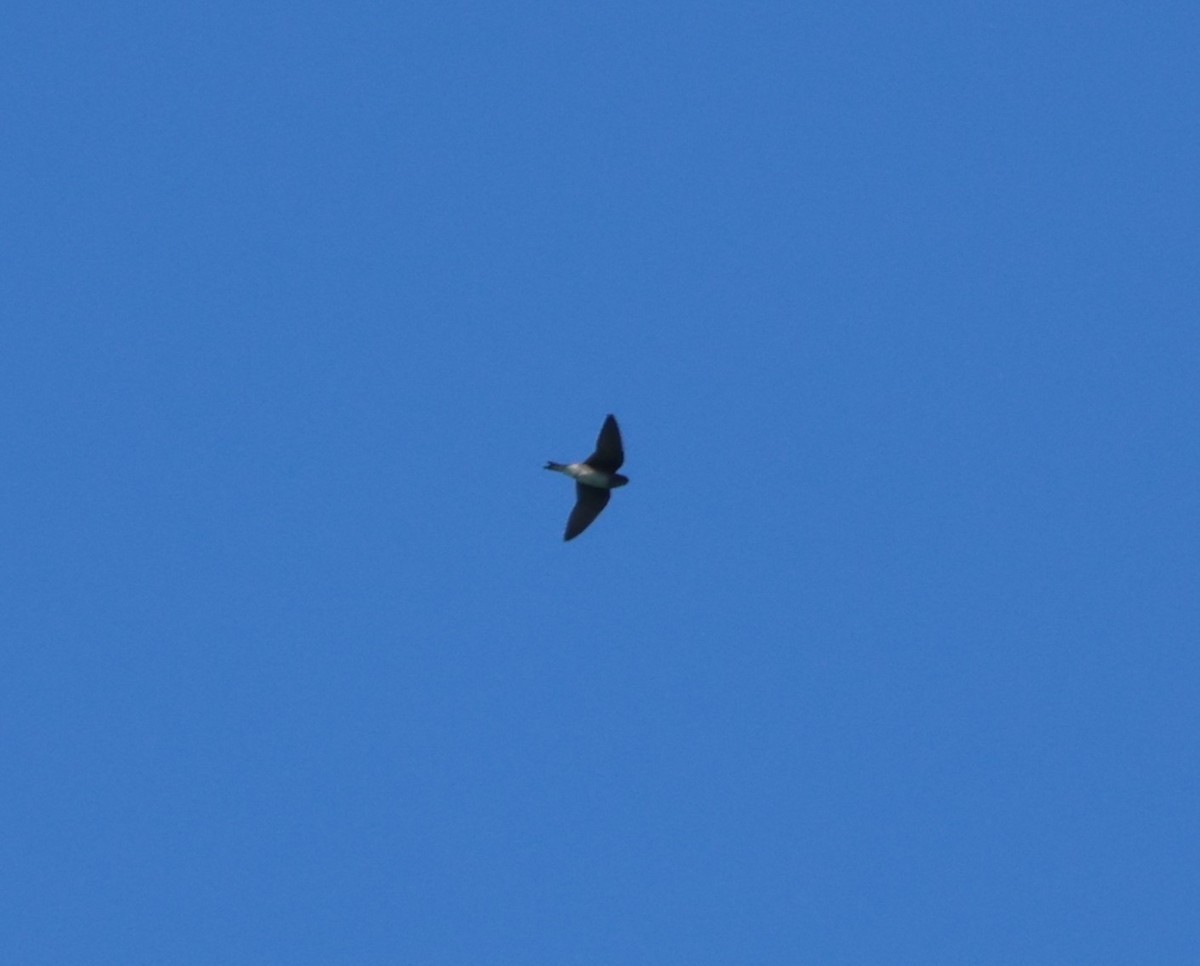 Purple Martin - ML644671977