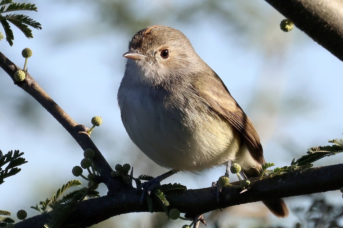 Fulvous-crowned Scrub-Tyrant - ML644671993