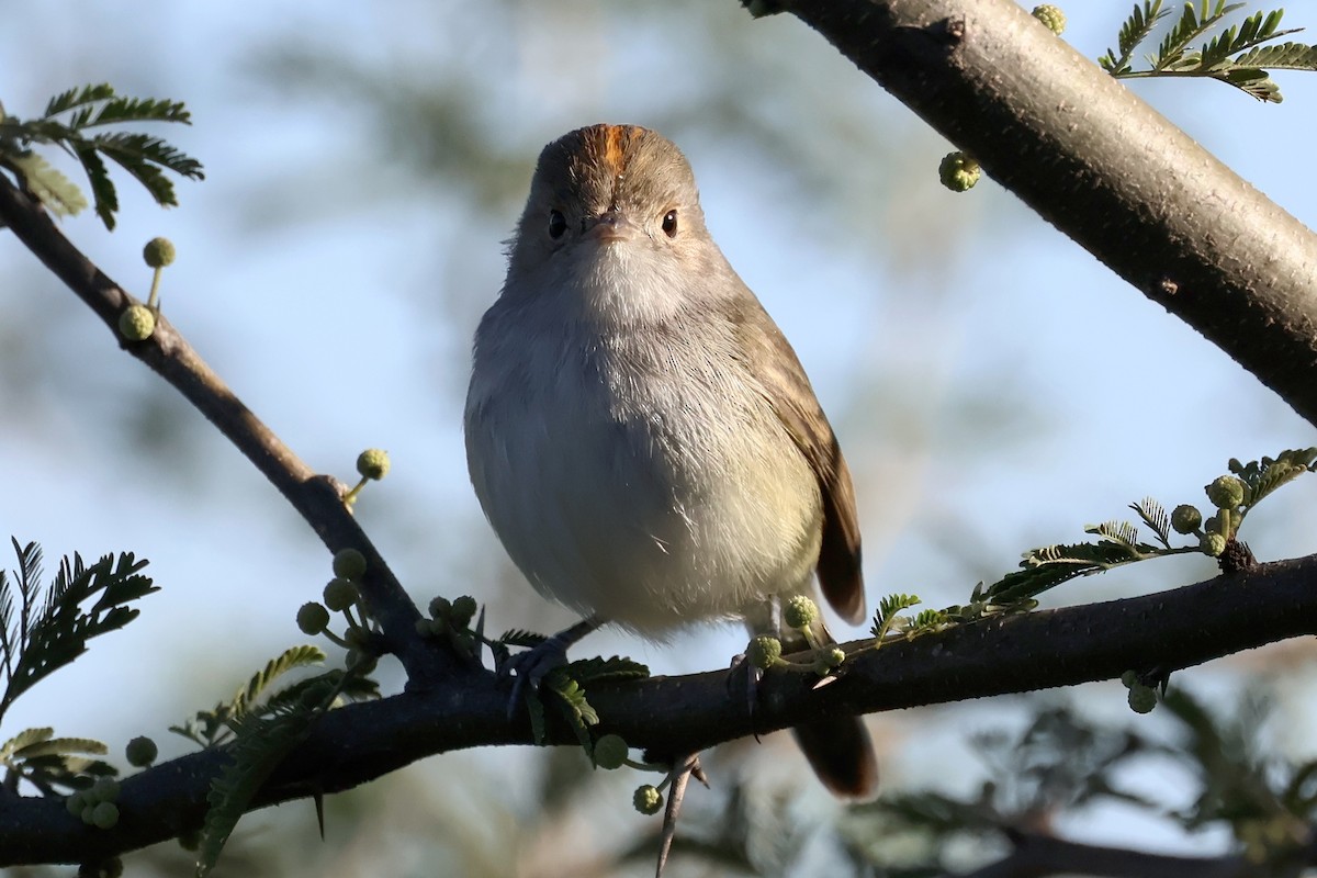 Fulvous-crowned Scrub-Tyrant - ML644671994