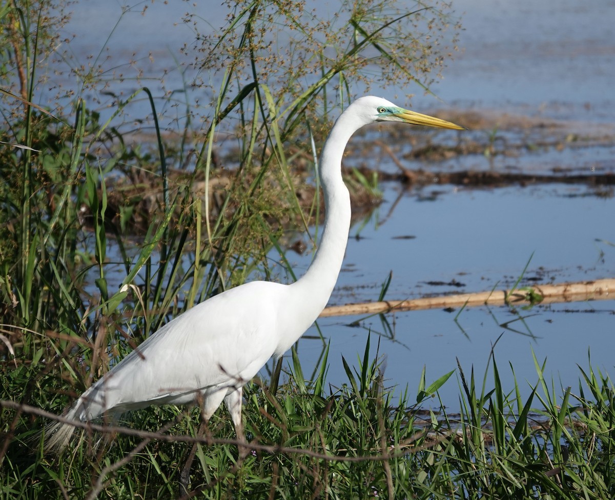 Great Egret - ML644671996