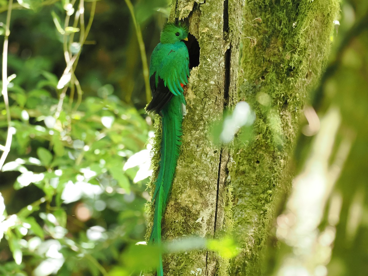 Quetzal resplendissant - ML644671998