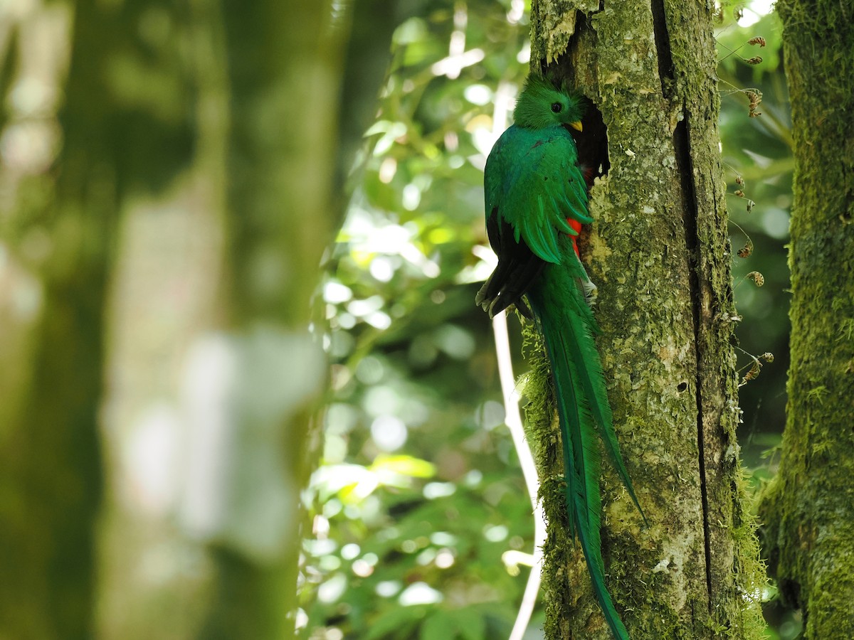 Quetzal resplendissant - ML644671999