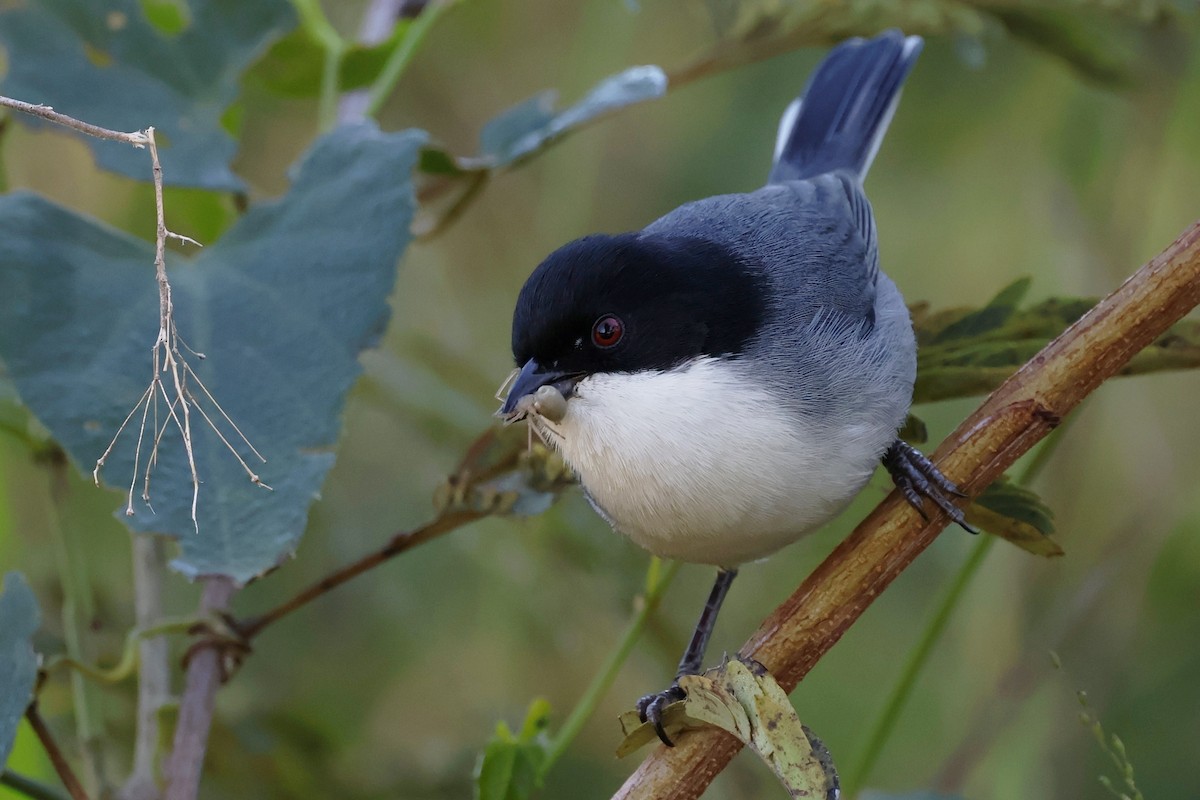 Black-capped Warbling Finch - ML644672008