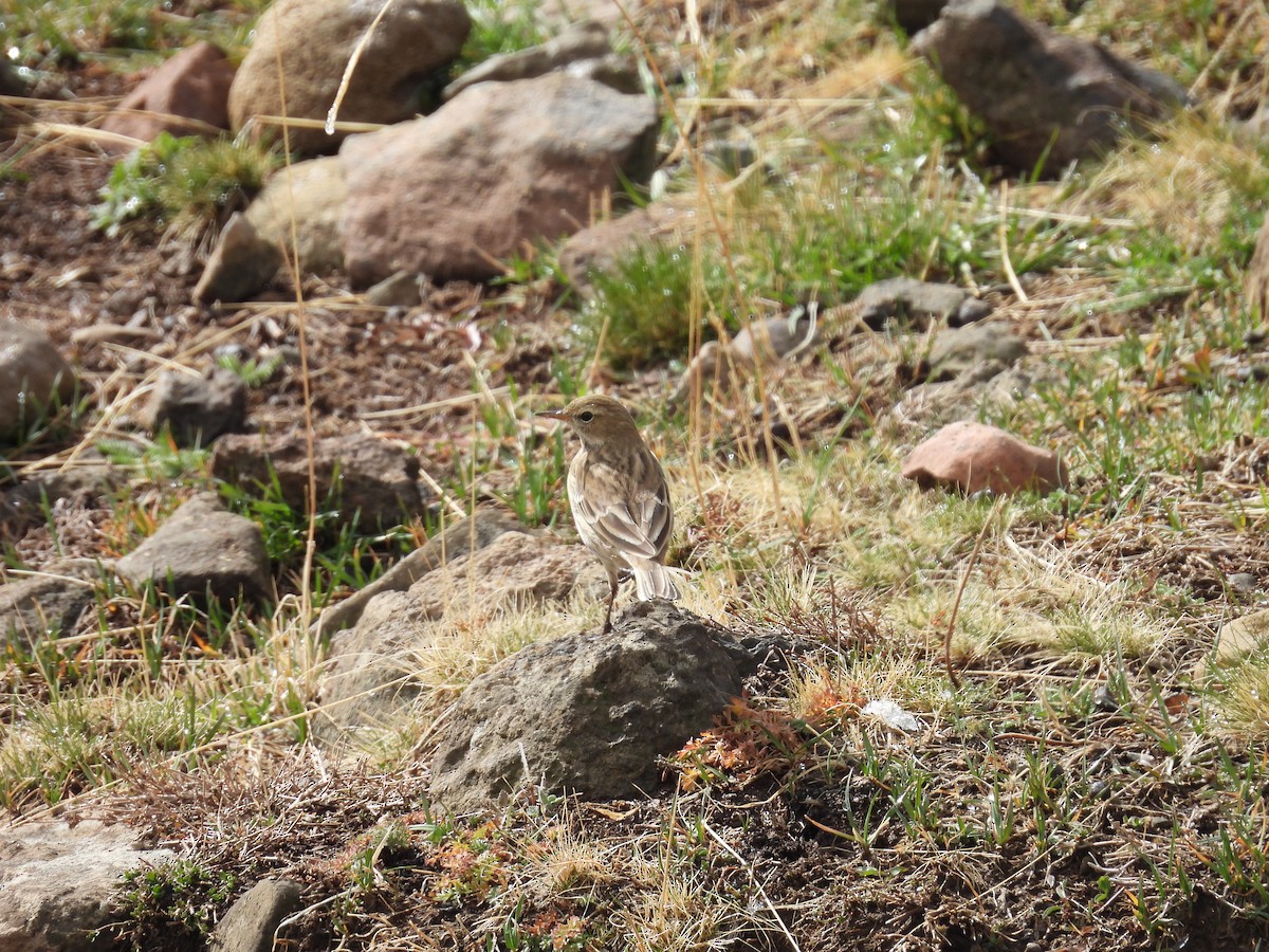 Water Pipit - ML644672011