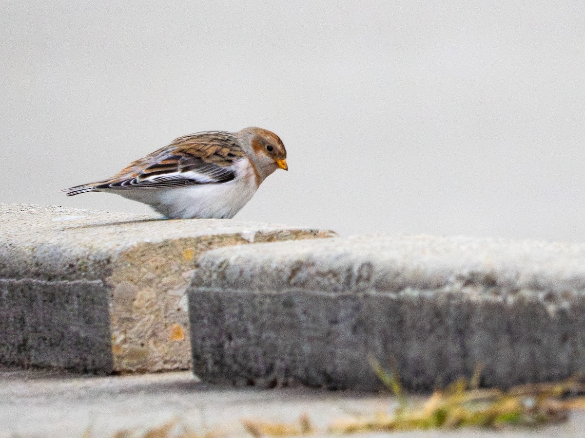 Snow Bunting - ML644672017
