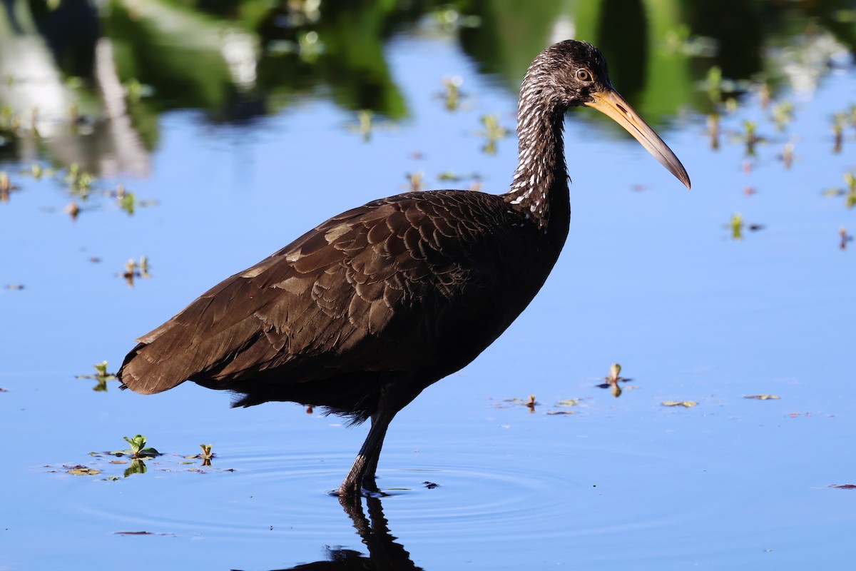 Limpkin - ML644672019
