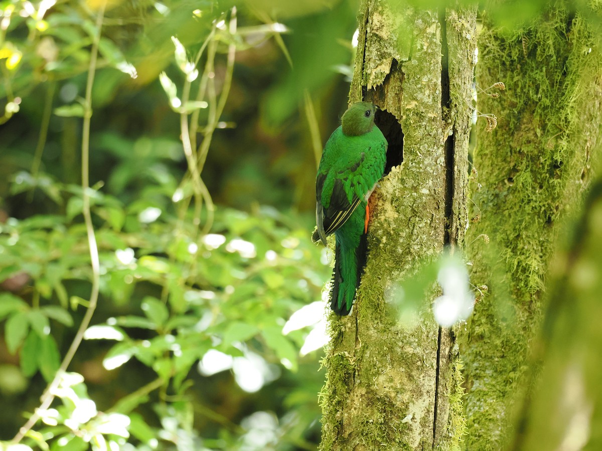 Quetzal resplendissant - ML644672021
