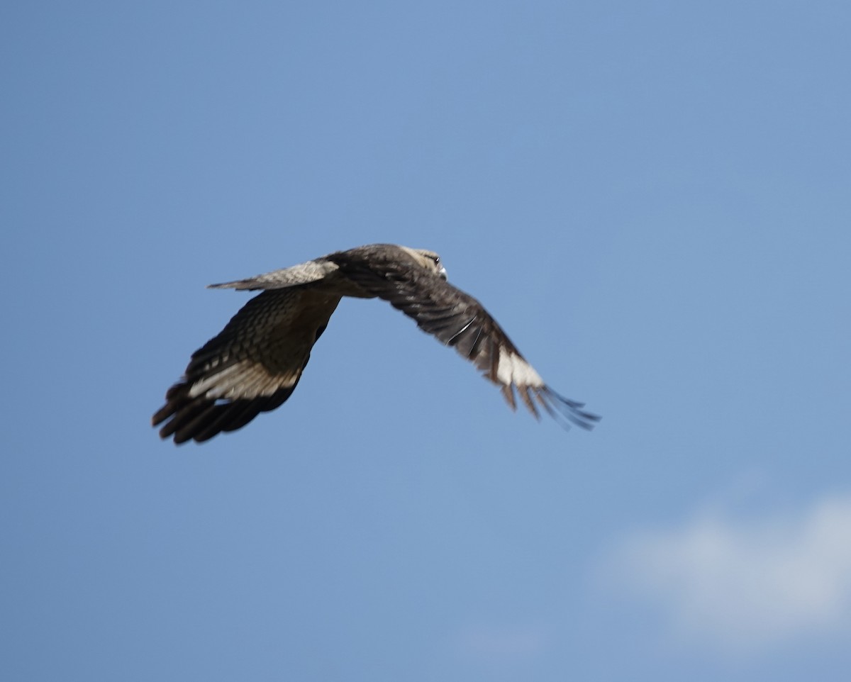 Yellow-headed Caracara - ML644672023