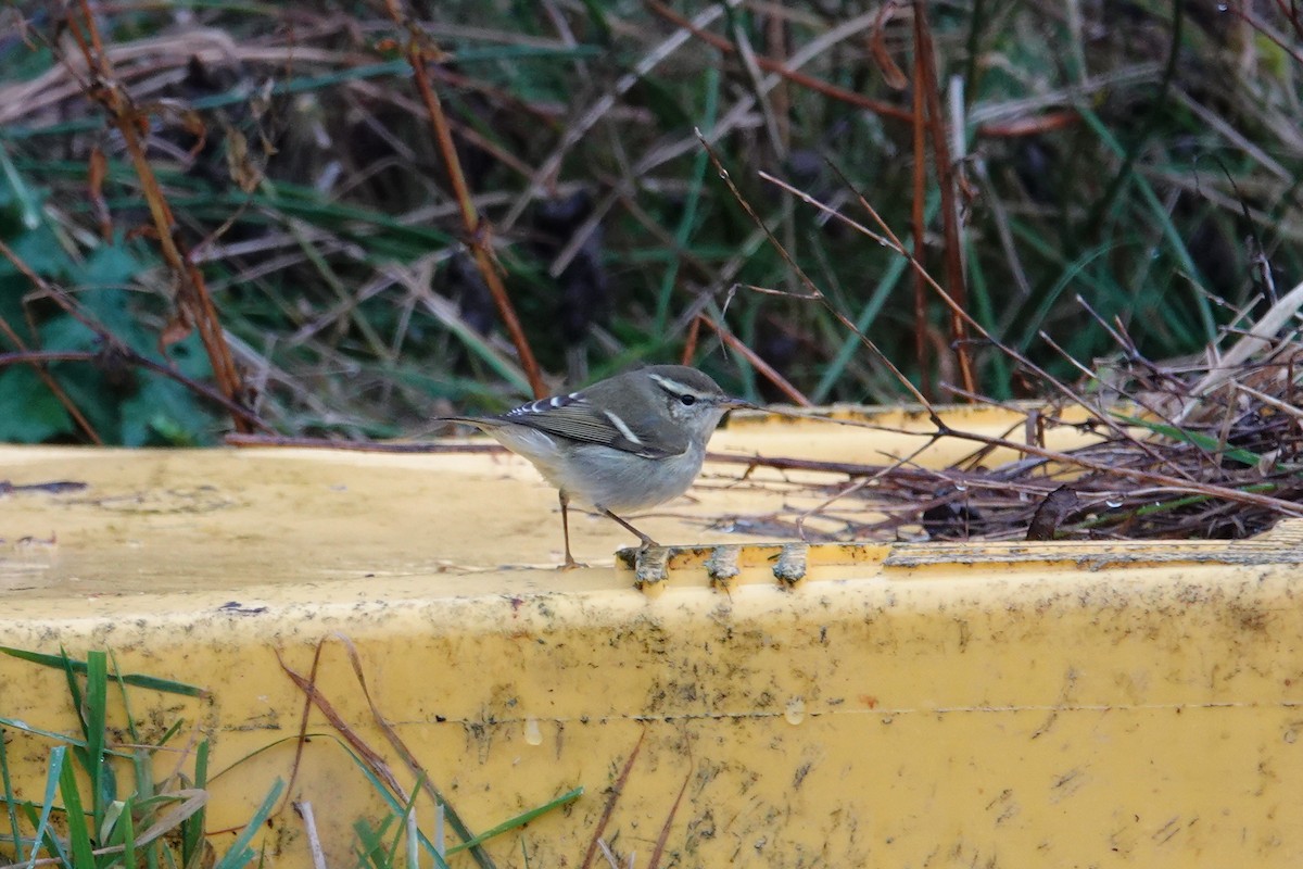 Пеночка-зарничка - ML644672026