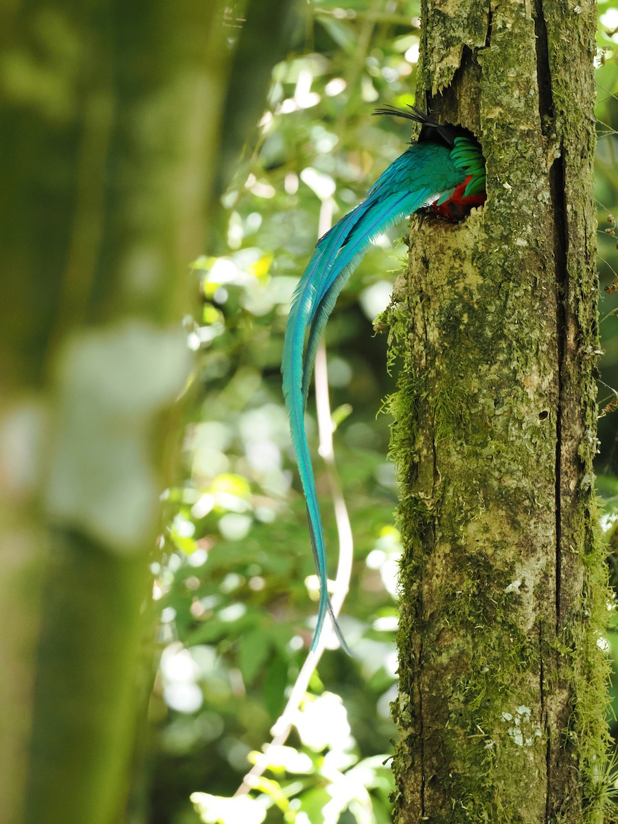 Quetzal resplendissant - ML644672029