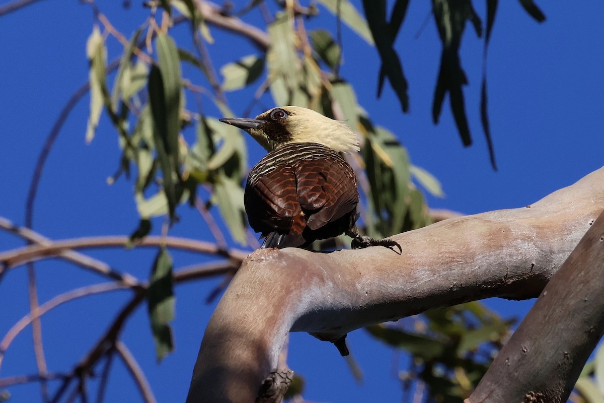 Pale-crested Woodpecker - ML644672038