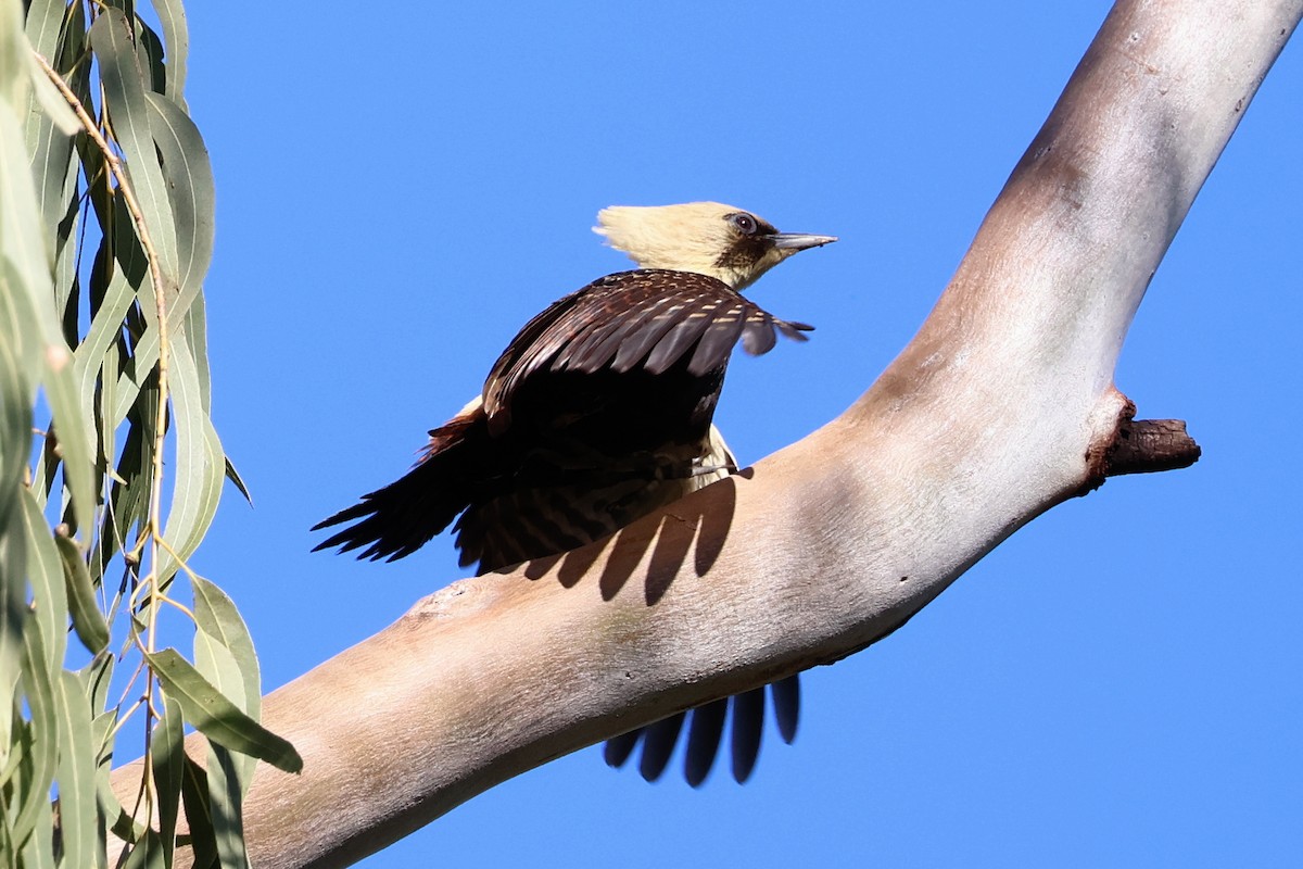 Pale-crested Woodpecker - ML644672039