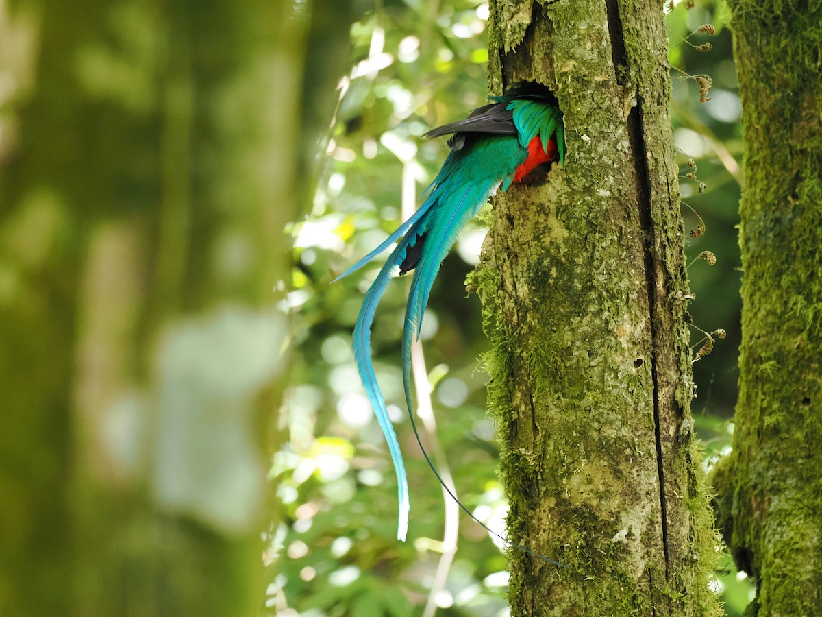 Quetzal resplendissant - ML644672049