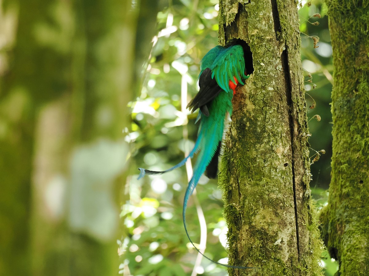 Quetzal resplendissant - ML644672050