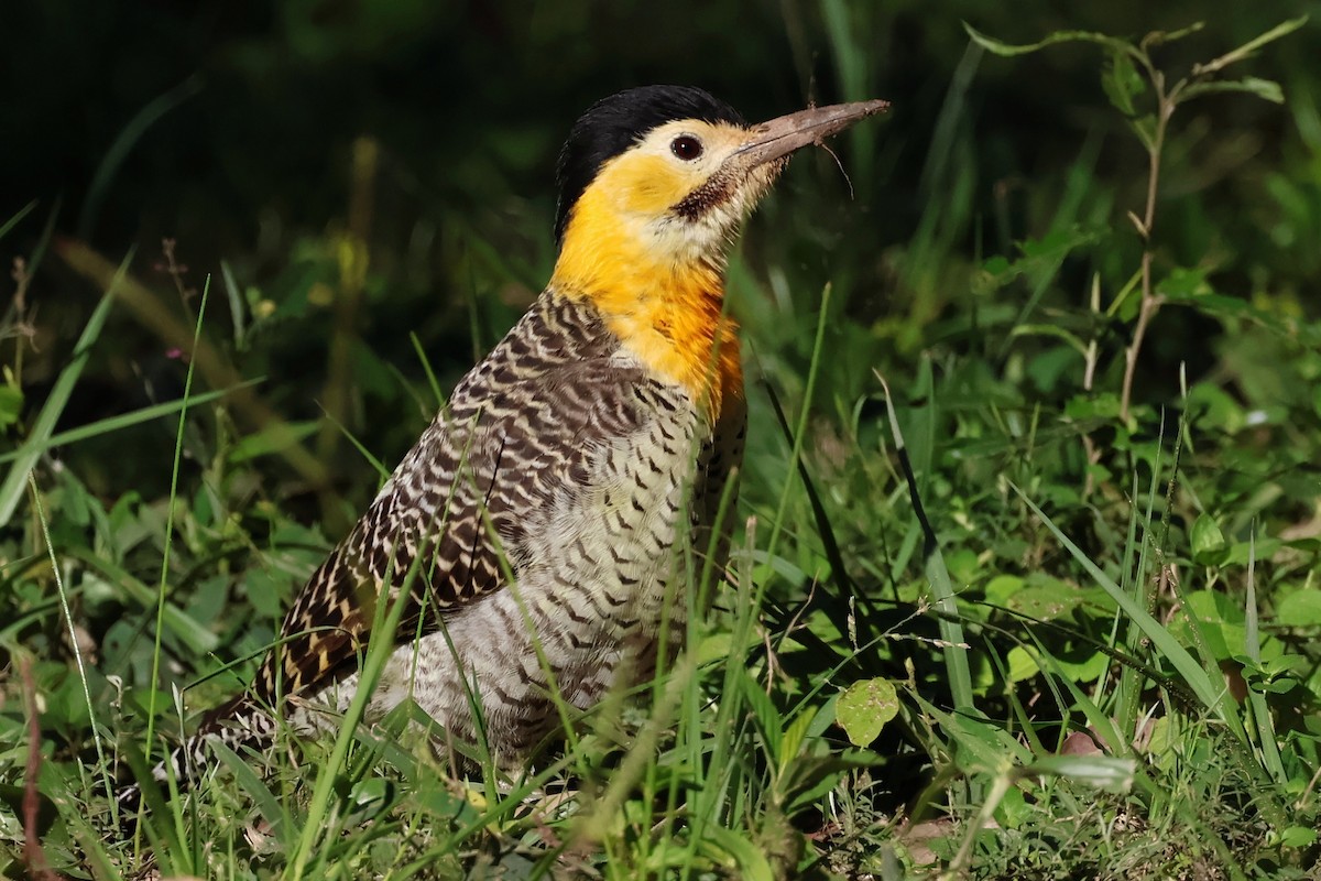 Campo Flicker - ML644672051