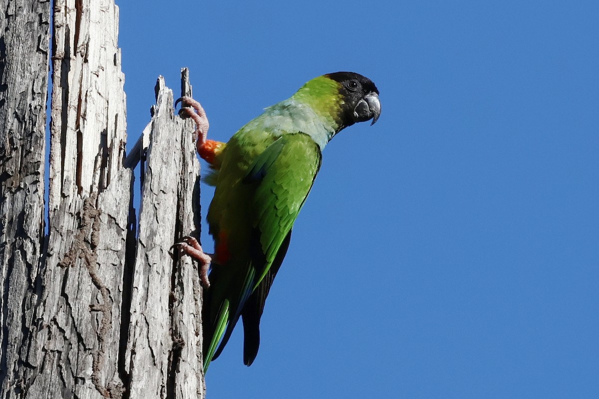 Nanday Parakeet - ML644672062
