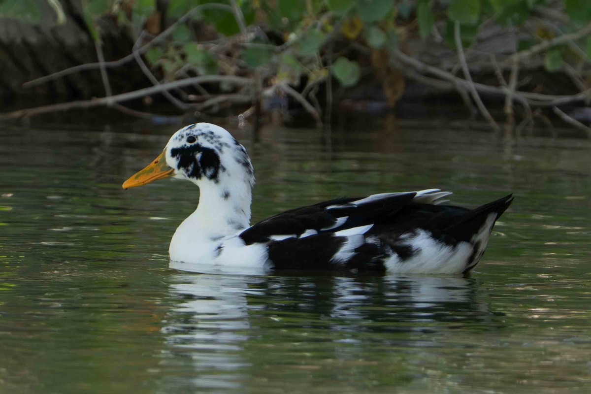 ノバリケン（家畜） - ML644672064