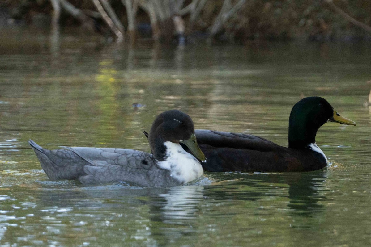 ノバリケン（家畜） - ML644672067