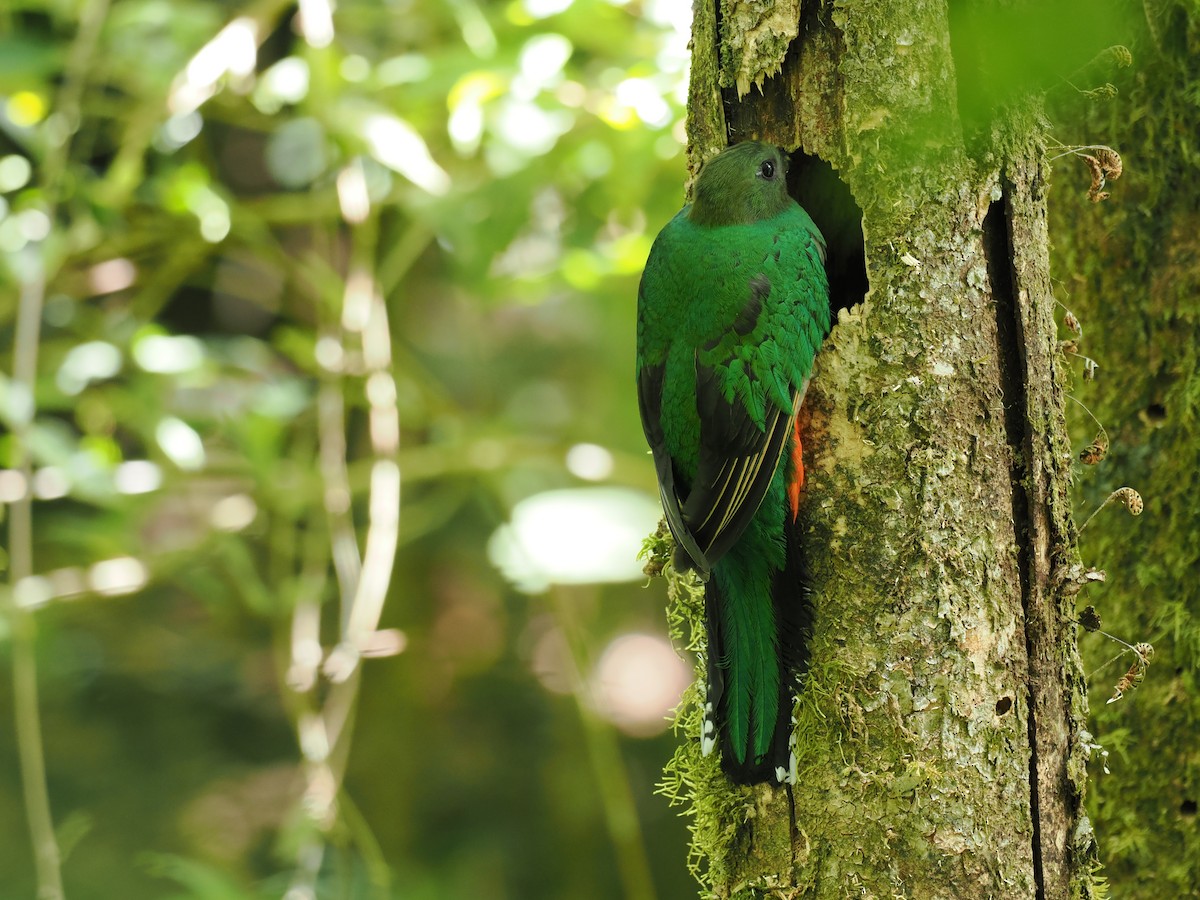 Quetzal resplendissant - ML644672078