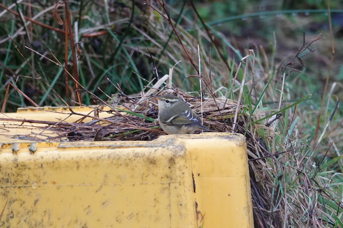 Пеночка-зарничка - ML644672080