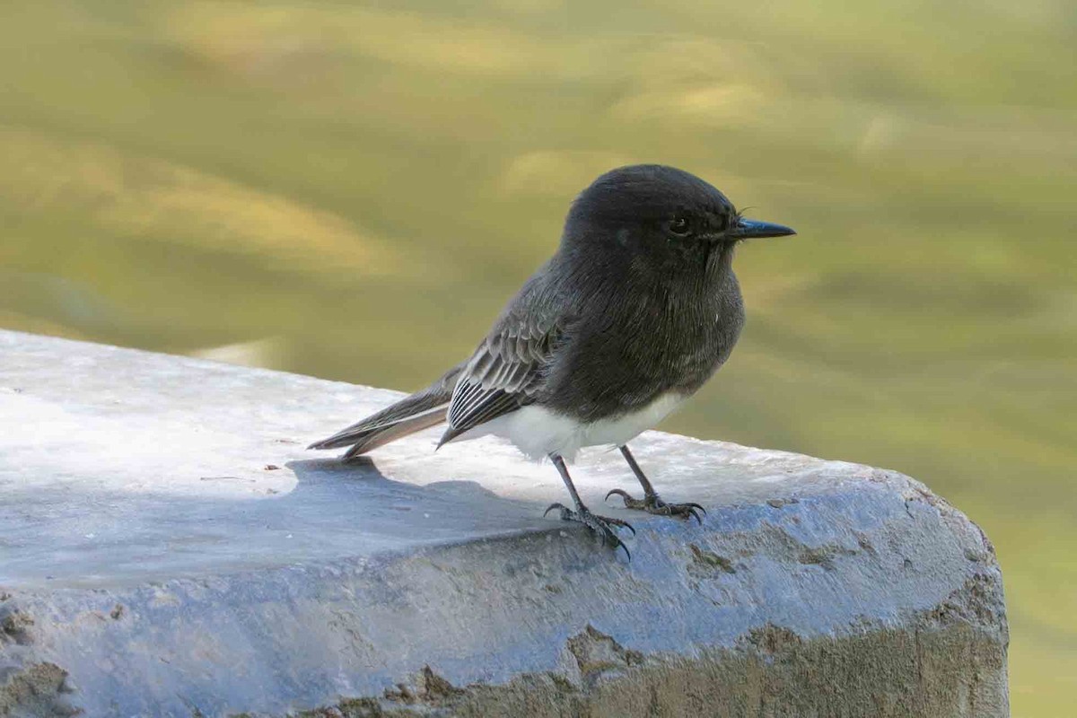 svartfibi - ML644672081