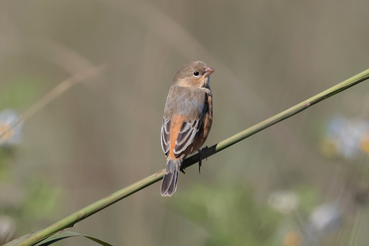 Tawny-bellied Seedeater - ML644672082