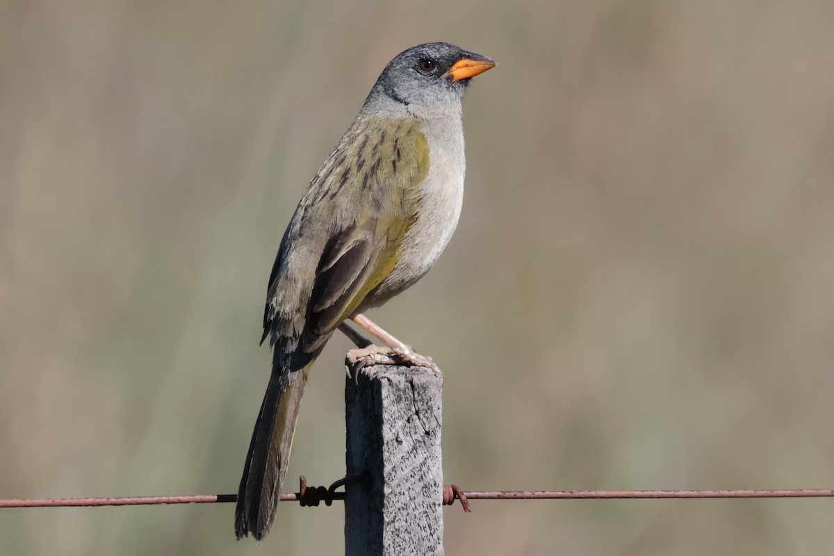 Great Pampa-Finch - ML644672085
