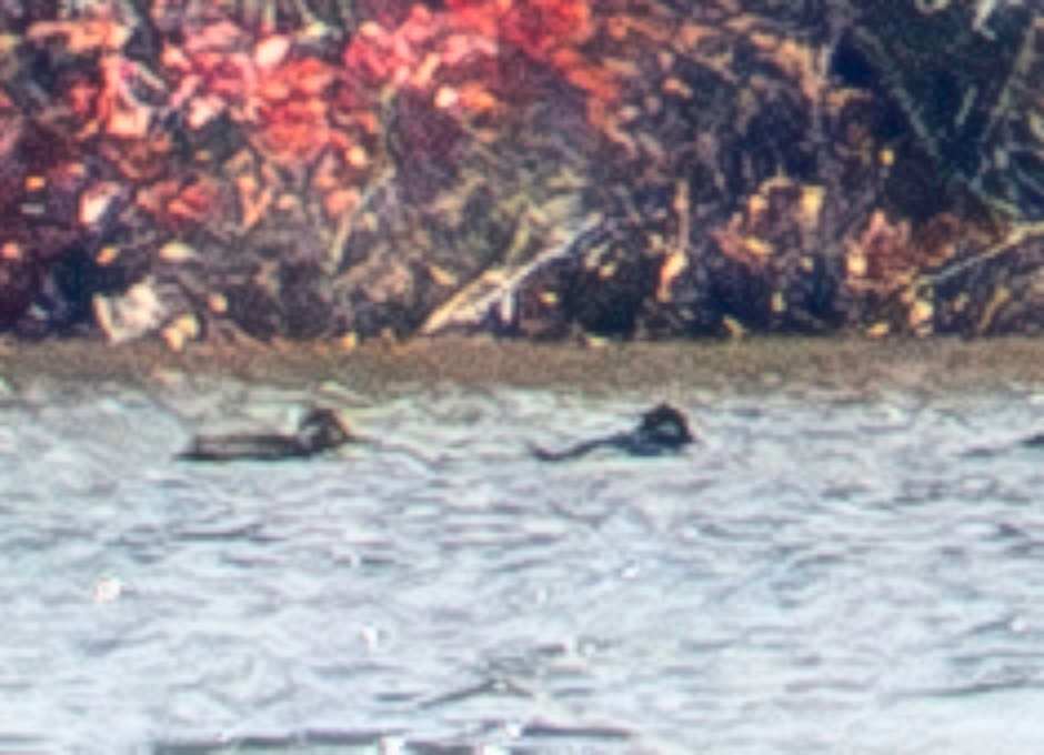 Хотгуужин чөрх - ML644672086