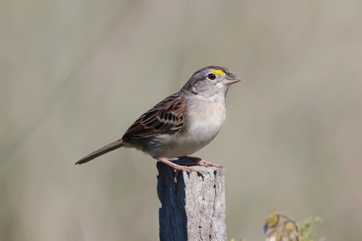 Grassland Sparrow - ML644672088