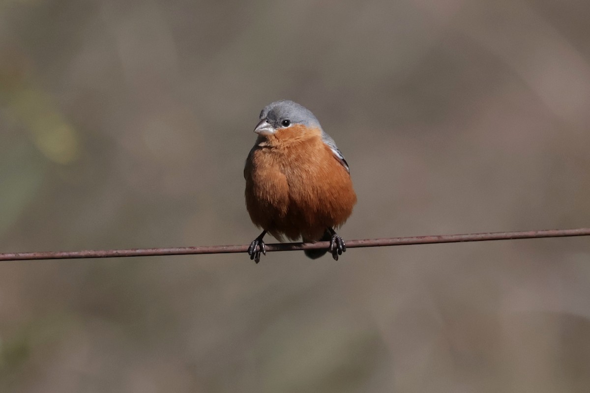 Tawny-bellied Seedeater - ML644672105