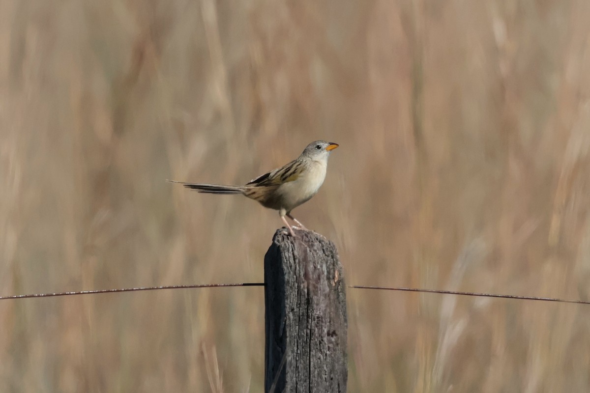 Lesser Grass-Finch - ML644672108