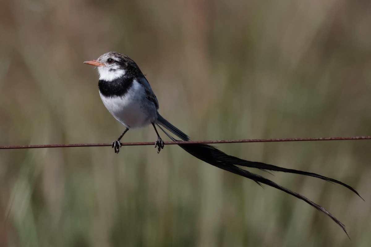 Ятапа вимпелохвоста - ML644672115