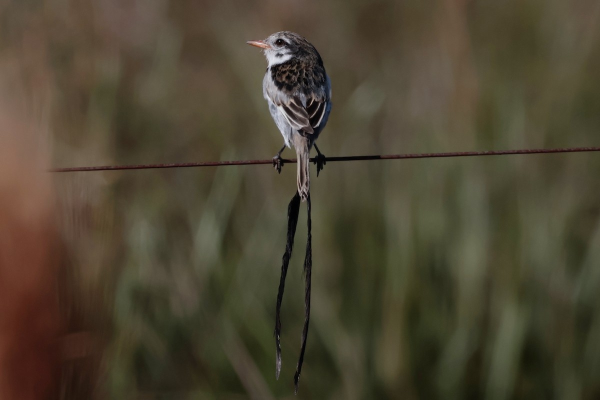 Ятапа вимпелохвоста - ML644672116