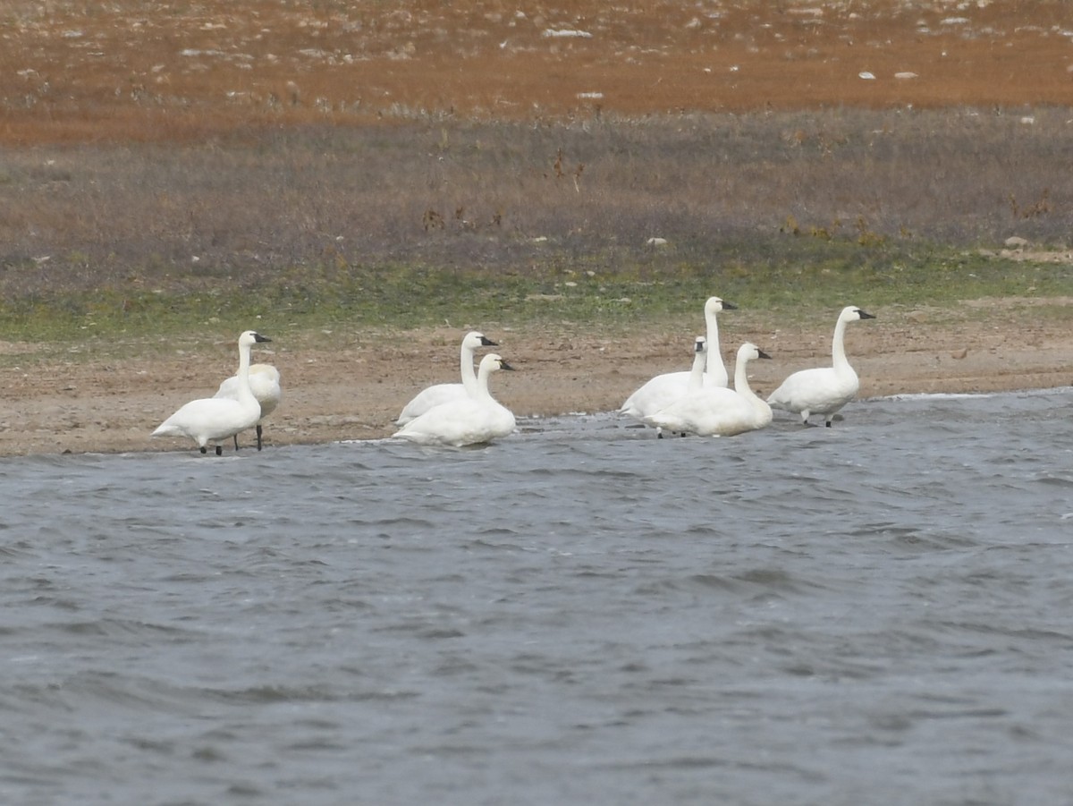 Американский лебедь - ML644672120