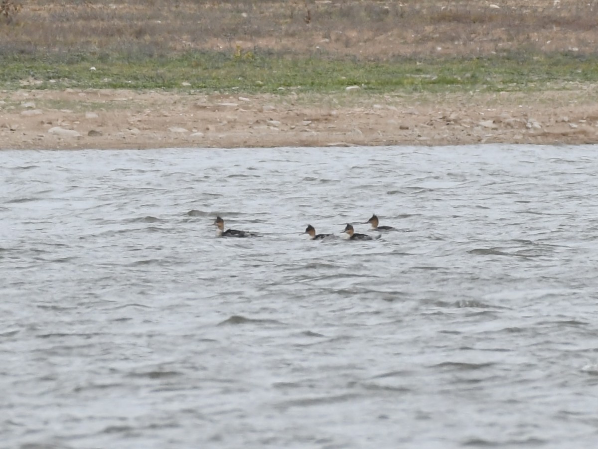 Red-breasted Merganser - ML644672126