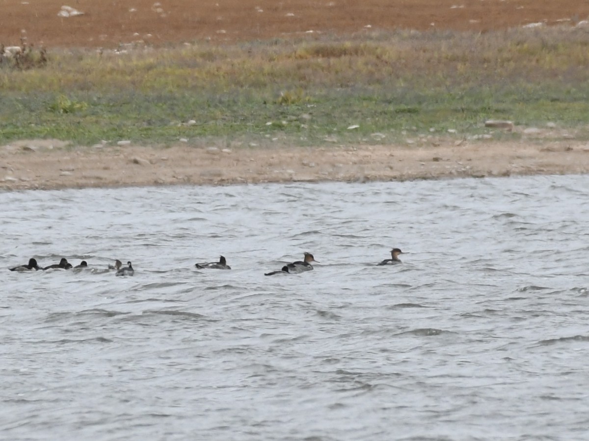 Red-breasted Merganser - ML644672127