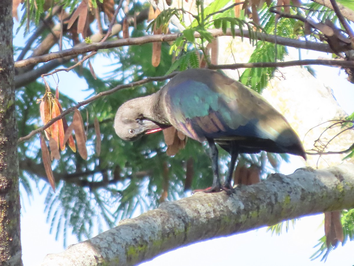 hadadaibis - ML644672131