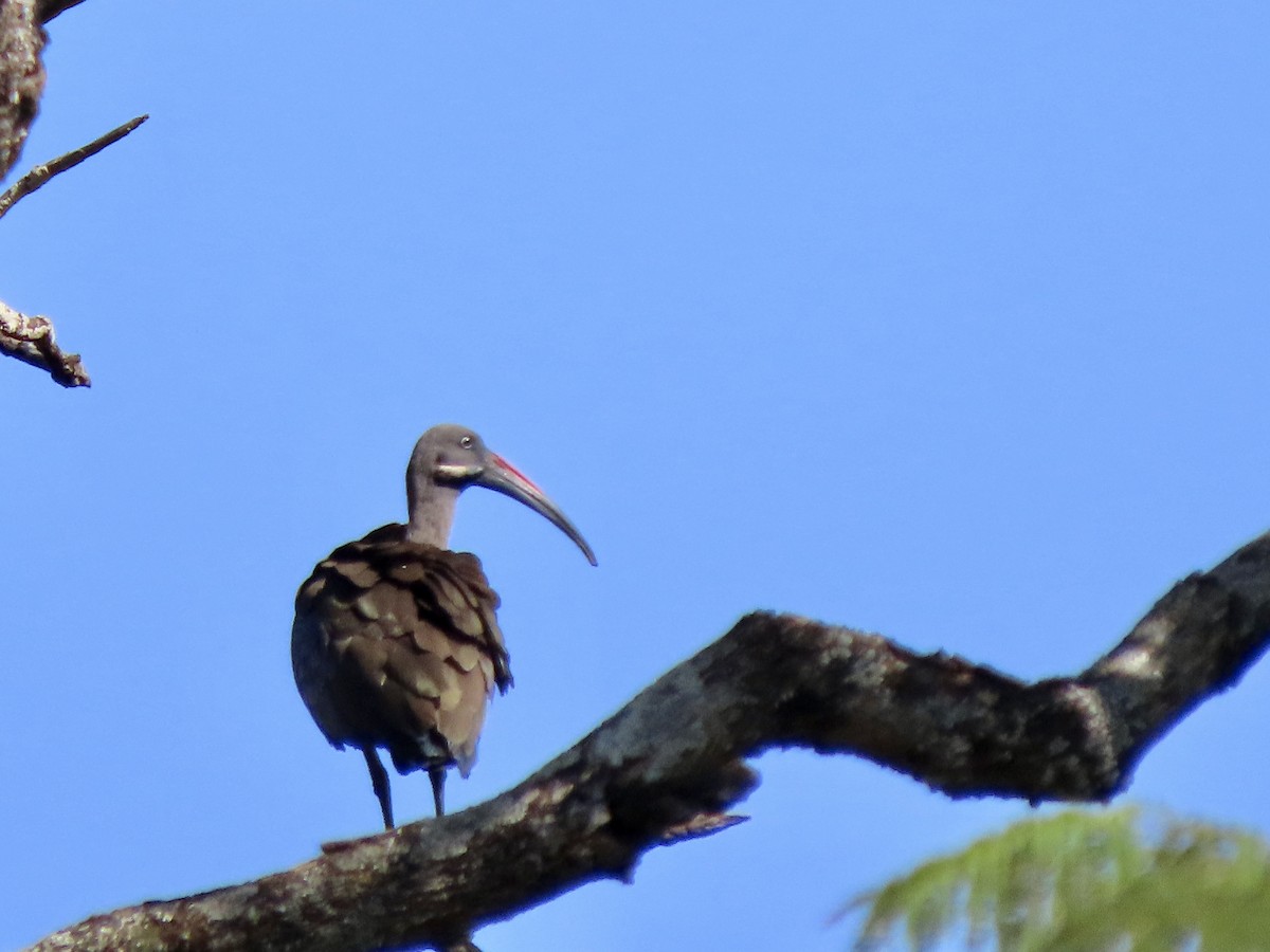 hadadaibis - ML644672132