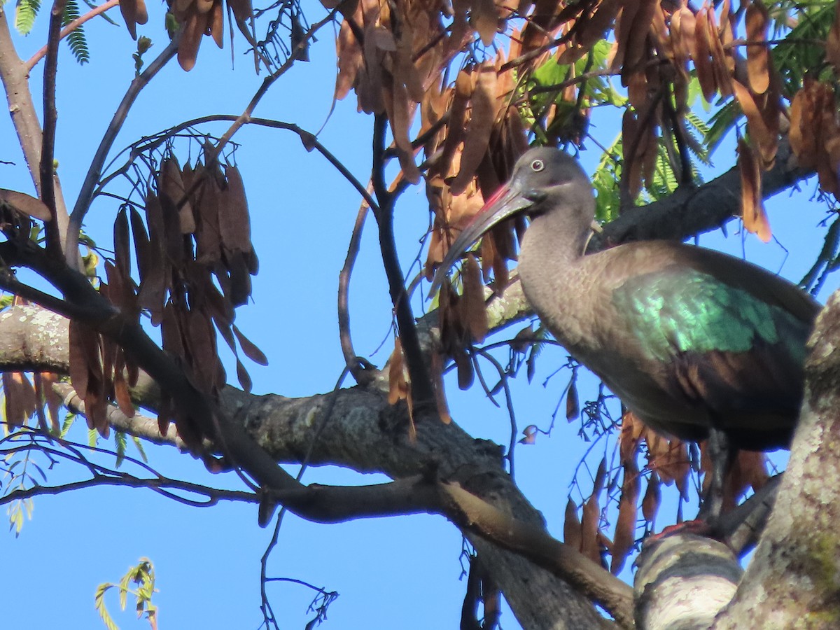 hadadaibis - ML644672133