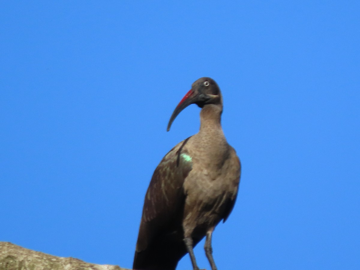 hadadaibis - ML644672134