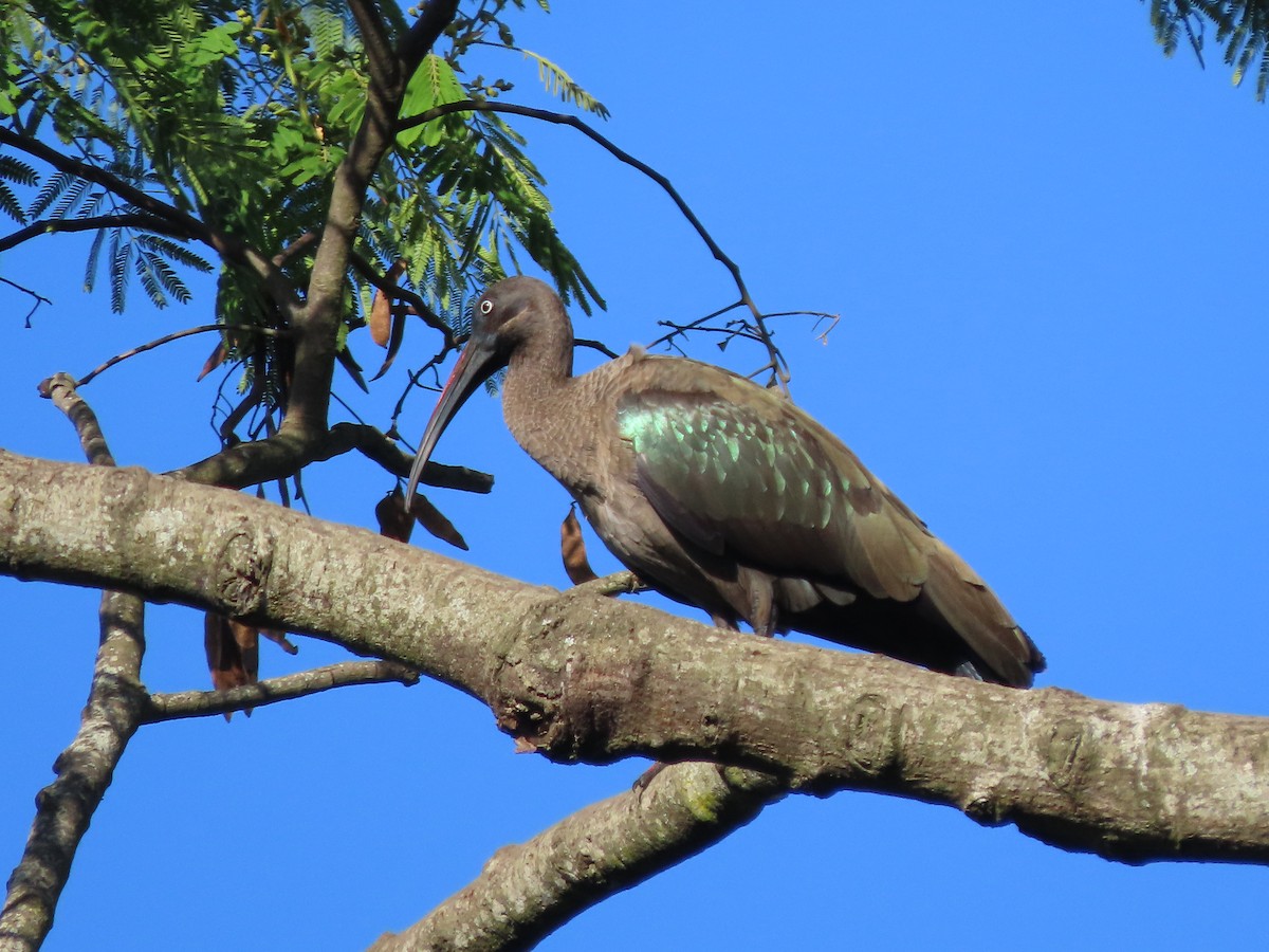 hadadaibis - ML644672135