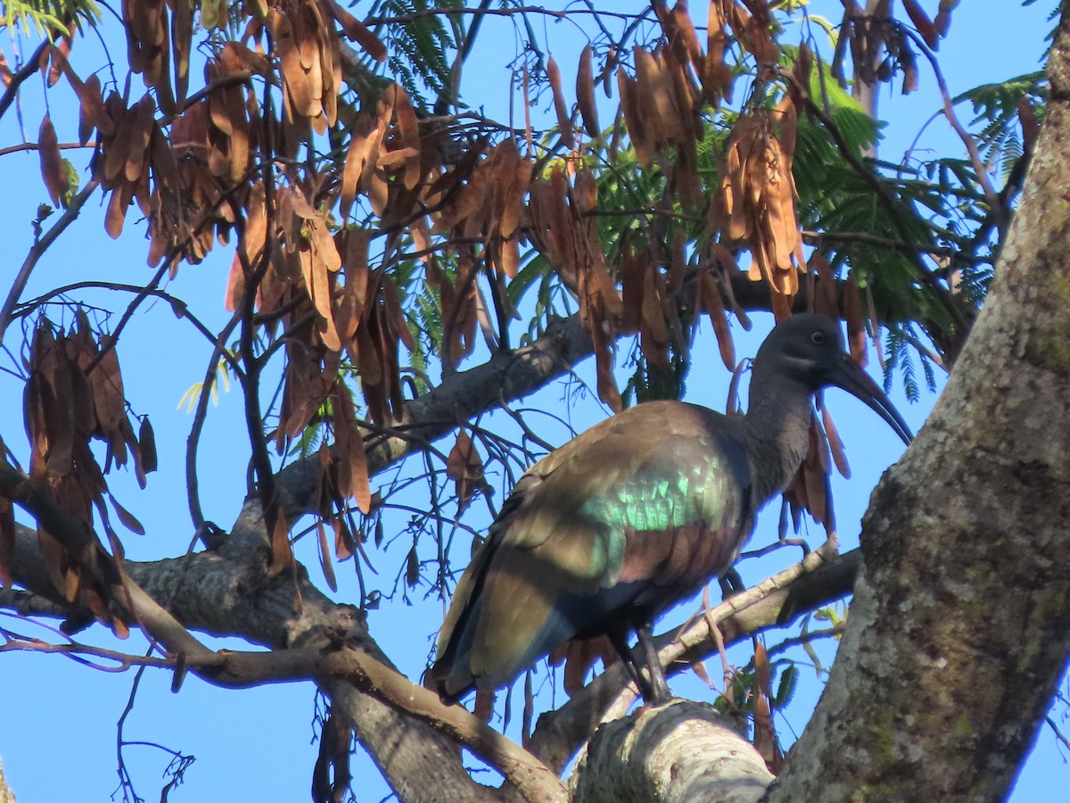 hadadaibis - ML644672136